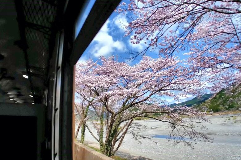 車内から楽しむお花見（画像：大井川鐵道）