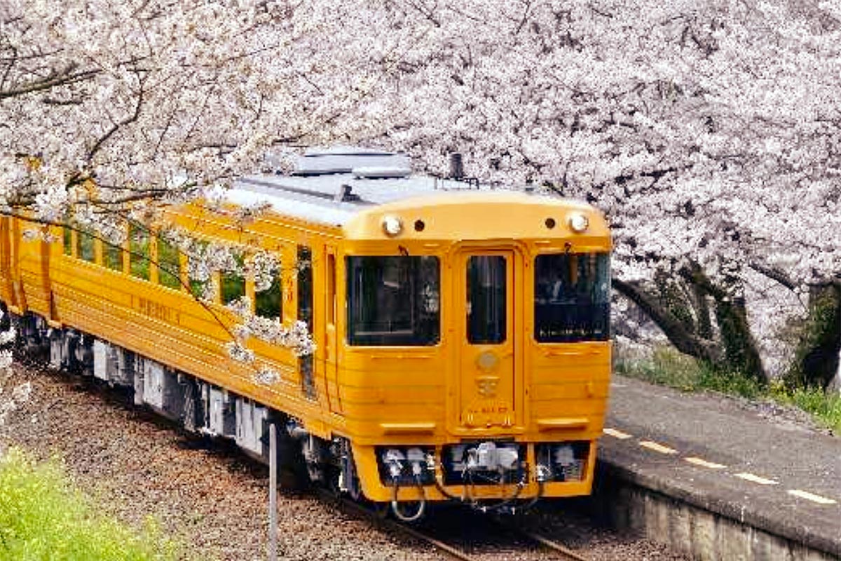 JR四国の観光列車「伊予灘ものがたり」と桜（画像：JR四国）