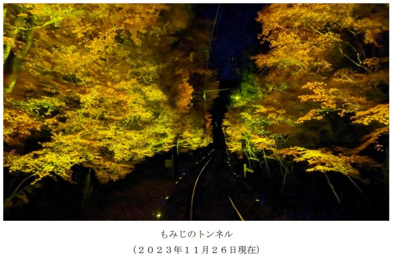 2023年11月26日の「もみじのトンネル」（画像：叡山電車）